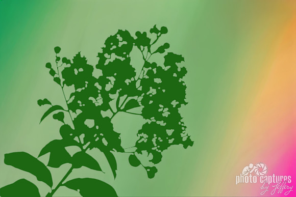 Crape Myrtle green plant colorful background