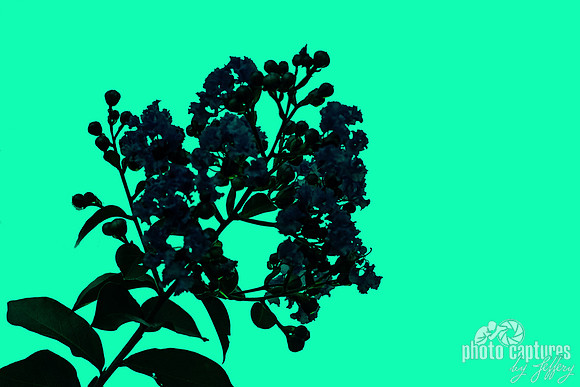 Dark Silhouette Bright Turquoise Teal Background