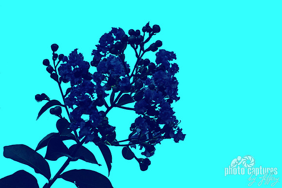 Deep Shade of Blue Silhouette Cyan Background
