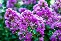 Purple Crape Myrtle