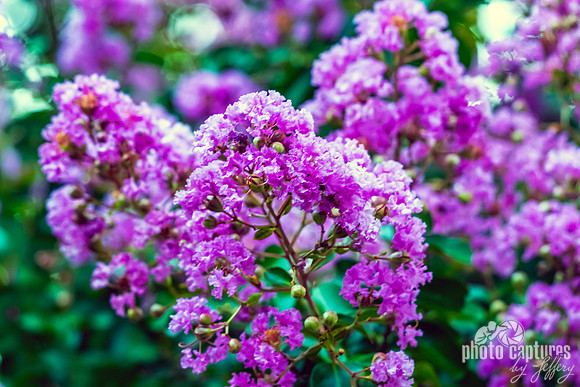 Purple Crape Myrtle