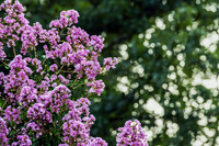 Lagerstroemia indica Purple Crape Myrtle