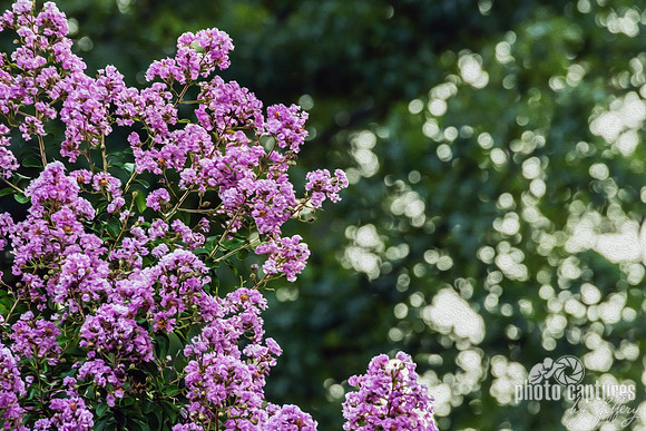 Lagerstroemia indica Purple Crape Myrtle