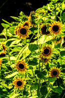 Cluster of Sunflowers SE Daugherty & Sons Farm