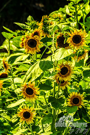 Cluster of Sunflowers SE Daugherty & Sons Farm