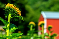 Common Sunflowers Red Metal Barn