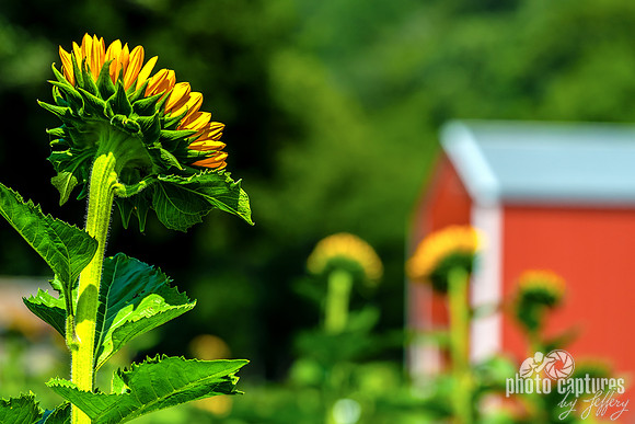Common Sunflowers Red Metal Barn