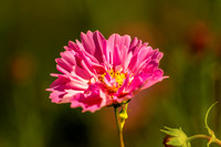 Cosmos bipinnatus bloom
