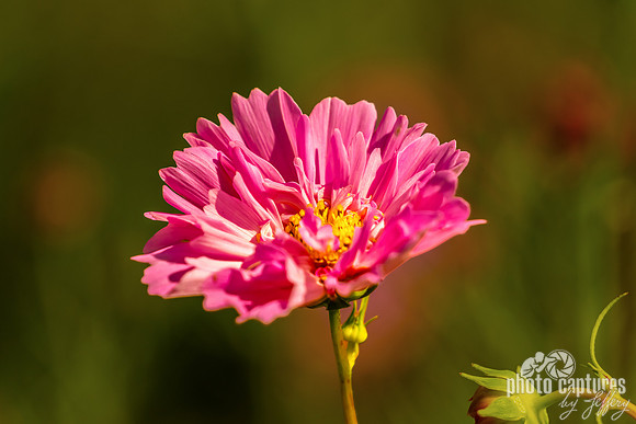Cosmos bipinnatus bloom