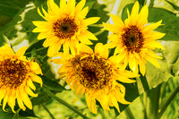 Four Starburst Panache sunflowers