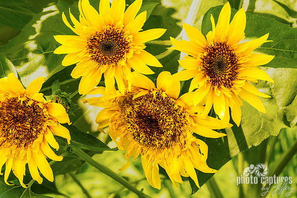 Four Starburst Panache sunflowers