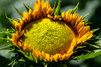 Helianthus annuus Opening Bud Stage Closer View