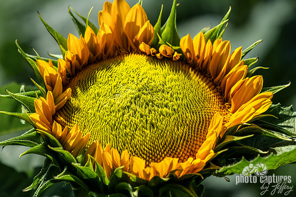 Helianthus annuus Opening Bud Stage Closer View