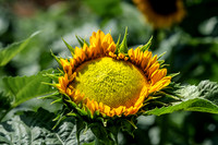 Helianthus annuus Opening Bud Stage