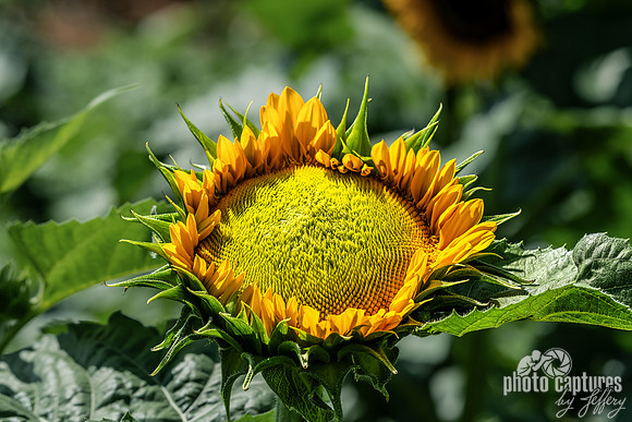 Helianthus annuus Opening Bud Stage