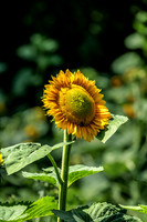 Portrait Of Tall Sunflower Daugherty Farm