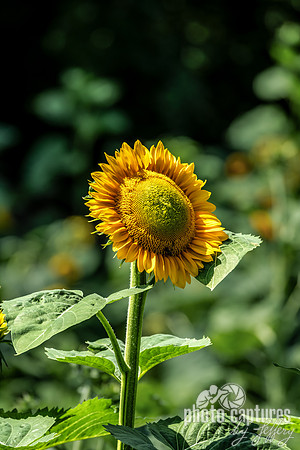 Portrait Of Tall Sunflower Daugherty Farm