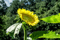 Radiant Vibrant Sunflower Reaching For Sunshine