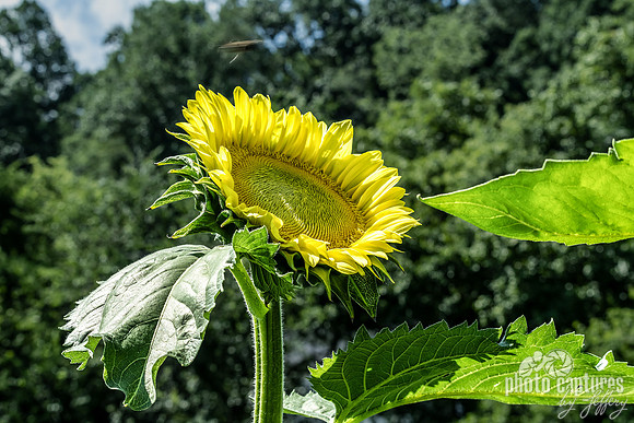 Radiant Vibrant Sunflower Reaching For Sunshine