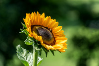 Side View Common Sunflower With Two Bees