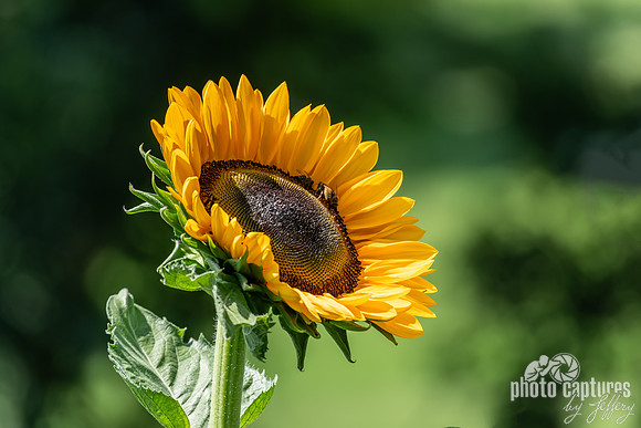 Side View Common Sunflower With Two Bees