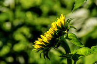 Side View Sunflower Tilted Looking Toward The Sun