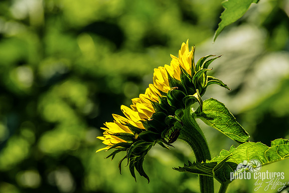 Side View Sunflower Tilted Looking Toward The Sun