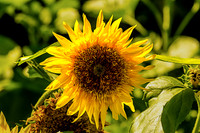 Starburst Panache Sunflower