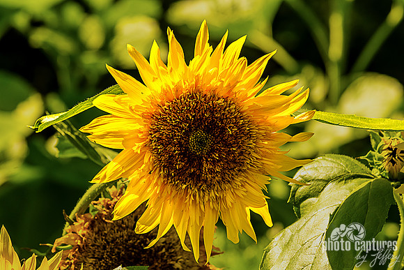 Starburst Panache Sunflower