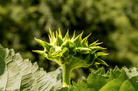 SunFill Green Sunflower Bud