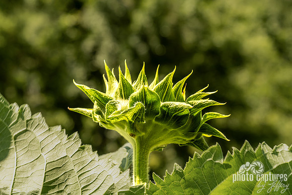 SunFill Green Sunflower Bud
