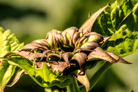 Sunfill Purple unfolding sunflower