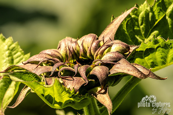 Sunfill Purple unfolding sunflower