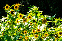 Varied Sunflowers On Farm