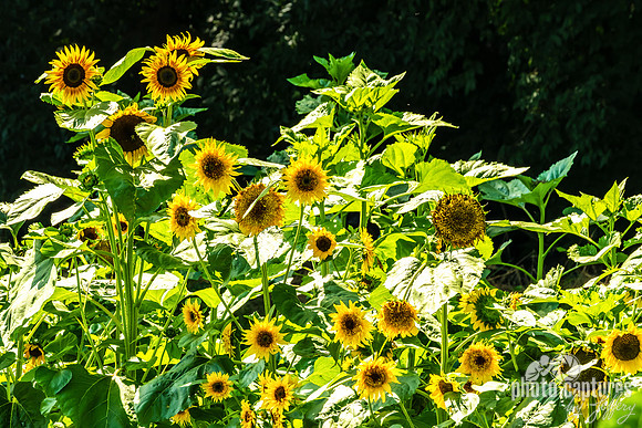 Varied Sunflowers On Farm