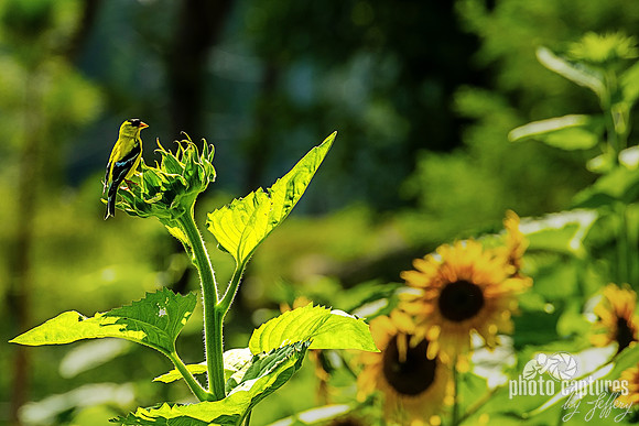 American Male Goldfinch