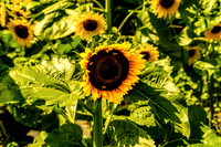 Bees Pollinating Sunflower Other Sunflowers Watching