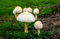 Choir of Leucoagaricus Americanus Mushrooms
