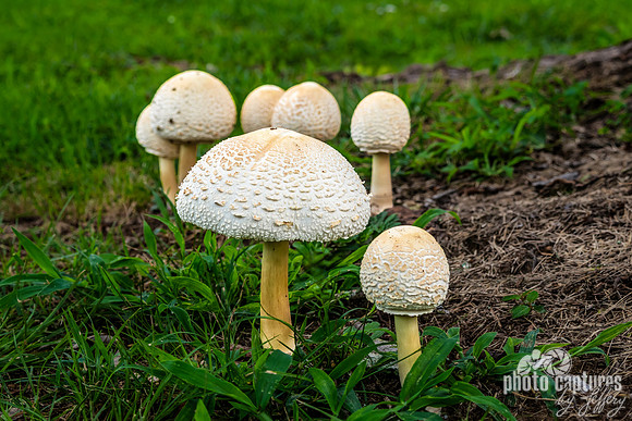 Choir of Leucoagaricus Americanus Mushrooms