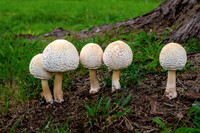 Five Leucoagaricus Americanus Mushrooms