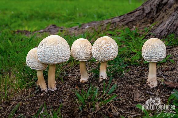 Five Leucoagaricus Americanus Mushrooms