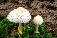 Two Leucoagaricus Americanus Mushrooms Green Grass