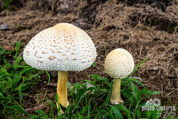 Two Leucoagaricus Americanus Mushrooms Green Grass