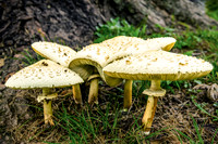 Five Chlorophyllum molybdites Close View