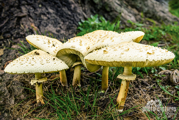 Five Chlorophyllum molybdites Close View