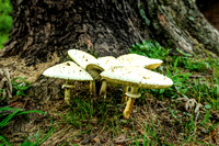 Five Chlorophyllum molybdites