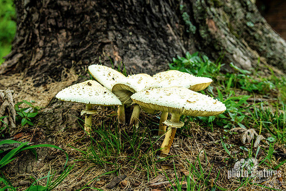 Five Chlorophyllum molybdites