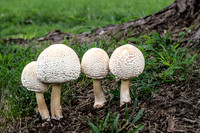 Four Leucoagaricus Americanus Mushrooms