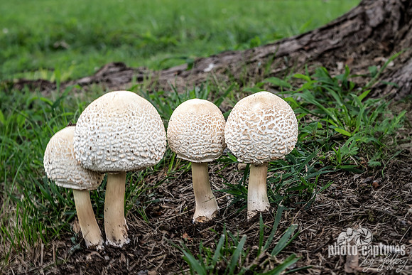 Four Leucoagaricus Americanus Mushrooms