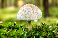 One Artistic Leucoagaricus Americanus Mushroom Green Grass